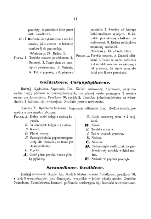 Flora lekarska czyli opisanie cech rodzajowych i gatunkowych wszystkich roślin w medycynie używanych Flora lekarska czyli opisanie cech rodzajowych i gatunkowych wszystkich roślin w medycynie używanych