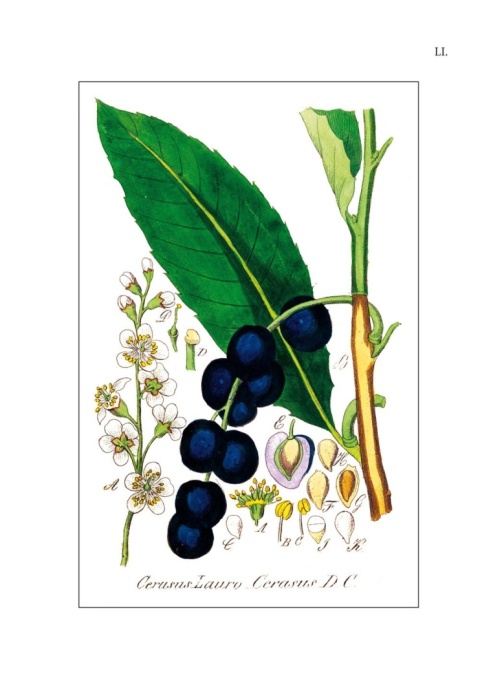 Flora lekarska czyli opisanie cech rodzajowych i gatunkowych wszystkich roślin w medycynie używanych Flora lekarska czyli opisanie cech rodzajowych i gatunkowych wszystkich roślin w medycynie używanych