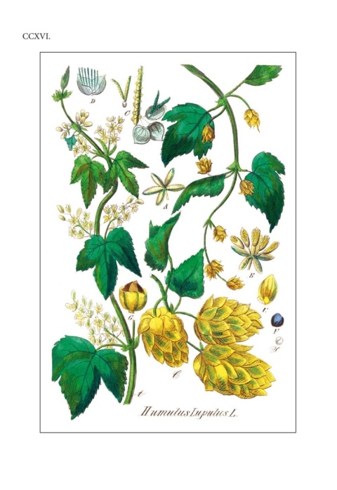 Flora lekarska czyli opisanie cech rodzajowych i gatunkowych wszystkich roślin w medycynie używanych Flora lekarska czyli opisanie cech rodzajowych i gatunkowych wszystkich roślin w medycynie używanych