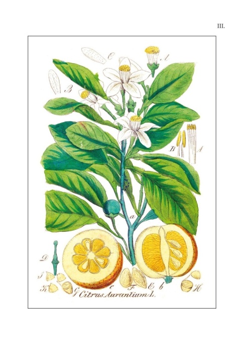 Flora lekarska czyli opisanie cech rodzajowych i gatunkowych wszystkich roślin w medycynie używanych Flora lekarska czyli opisanie cech rodzajowych i gatunkowych wszystkich roślin w medycynie używanych