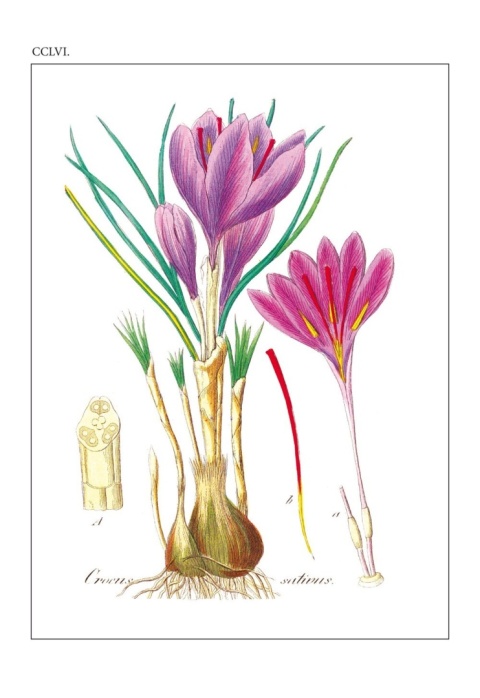 Flora lekarska czyli opisanie cech rodzajowych i gatunkowych wszystkich roślin w medycynie używanych Flora lekarska czyli opisanie cech rodzajowych i gatunkowych wszystkich roślin w medycynie używanych