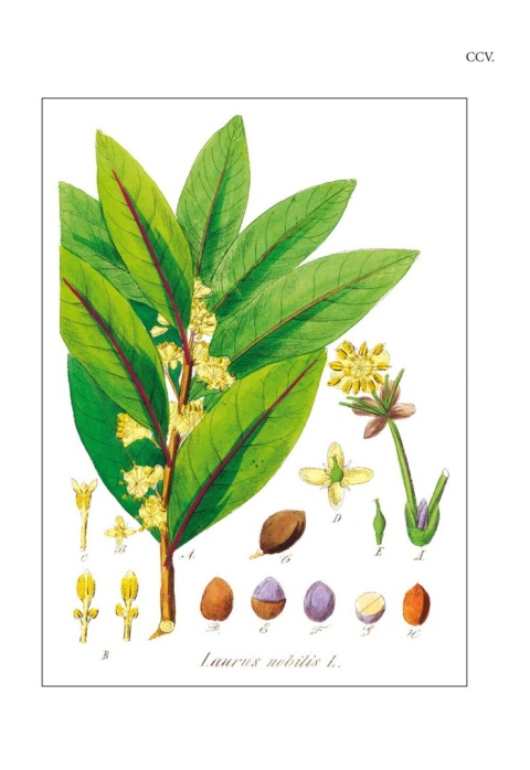 Flora lekarska czyli opisanie cech rodzajowych i gatunkowych wszystkich roślin w medycynie używanych Flora lekarska czyli opisanie cech rodzajowych i gatunkowych wszystkich roślin w medycynie używanych
